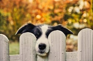 cute dog white fence