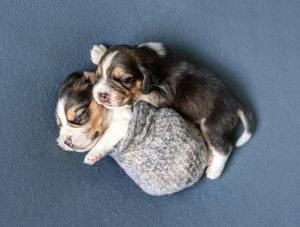 dogs cuddling