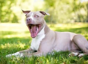 dog yawning