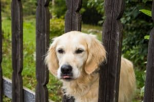 golden retriever fence