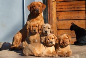 dog family