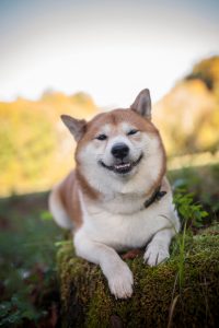 shiba inu chunky