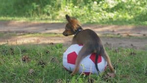 dog laying on ball