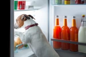 dog in fridge