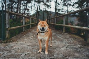 dog smiling bridge