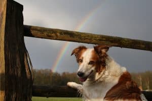 dog by rainbow