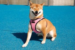 shiba inu cute