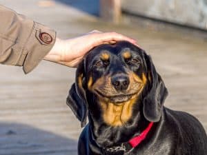 dog being petted