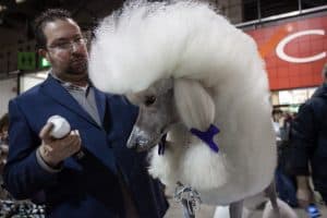 poodle dog show