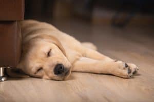 golden lab sleeping