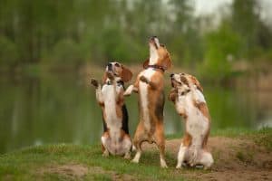 dogs dancing