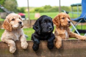 three cute puppies