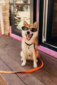 dog smiling sunglasses