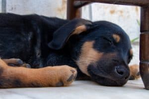 black dog sleeping