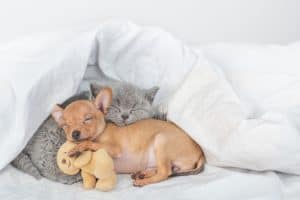 small dog hugging toy