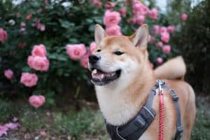 dog in flowers