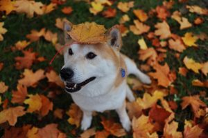 smiling dog leaves