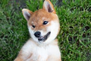 shiba inu in grass