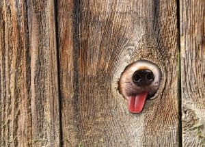dog snout fence