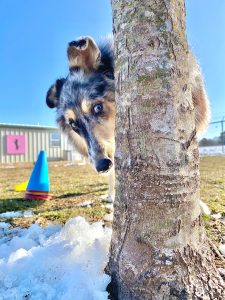 dog behind tree