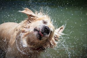 dog shaking water off