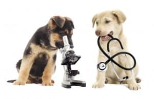 dog scientists