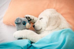white dog with toy