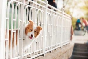 dog white fence