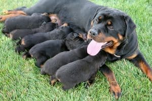 dog breastfeeding