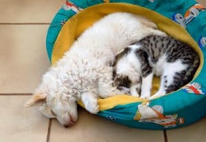 dog sleeping with cat