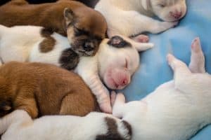 puppy siblings sleeping