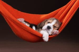 dog sleeping in hammock