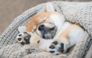 fluffy puppy sleeping