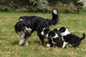 black dog leading pups