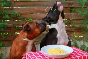 dogs at dinner