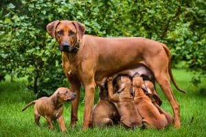 standing dog with pups