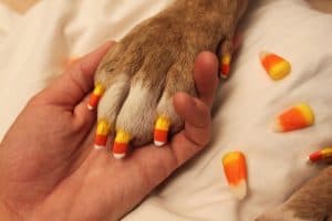 dog candy corn pedicure