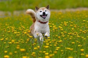 dog running flowers