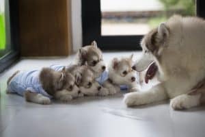 puppies gathered around mom