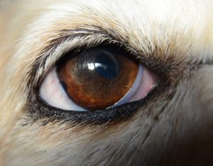 dog eye