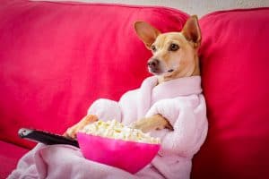 dog with popcorn