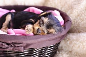 Puppy napping basket