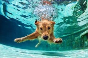 dog swimming