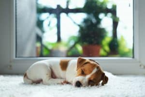 dog cuddled on rug