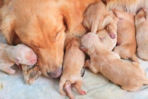 little puppies climbing