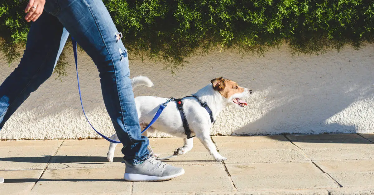 what do you do if an off-leash dog approaches you while you are walking a dog?