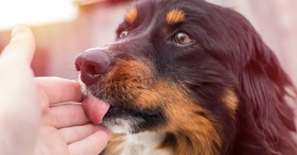 What Does It Mean When A Dog Licks Your Hand