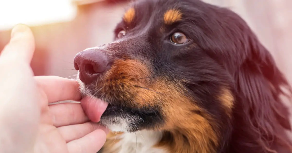 what does it mean when a dog licks your hand