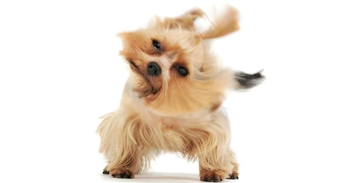 Why Do Dogs Shake Their Heads? - Dog Blog