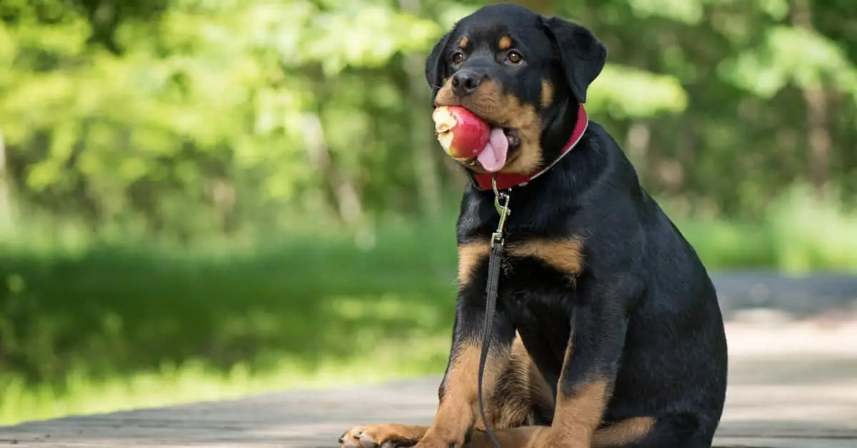 Best Food For Rottweiler Puppy Dogs